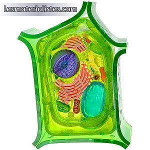 Une cellule eucaryote végétale