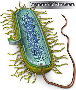 A prokaryotic cell