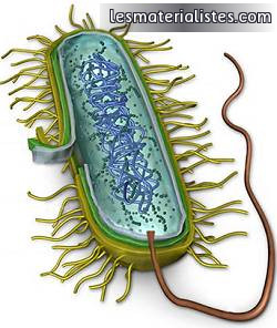 Une cellule procaryote