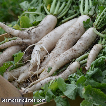 Image de légumes