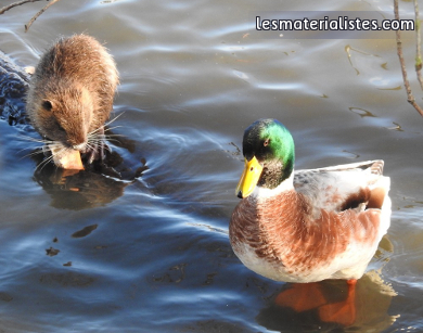 AnimalPolitique - Photo d'un canard et d'un ragondin