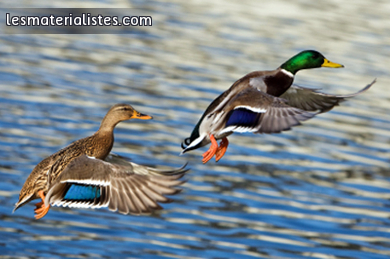 Canard liberté - AnimalPolitique