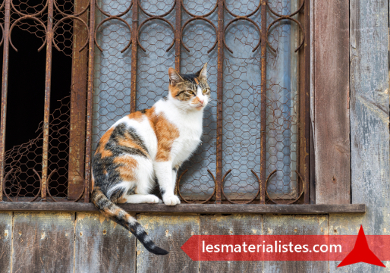 Chat Draguignan