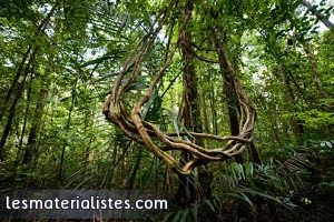 Forêt amazonienne en Guyane