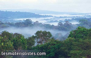 Forêt amazonienne en Guyane