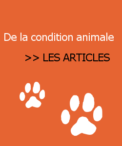 Liste des articles sur la grande question : De la condition animale