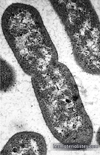 Des bactéries au microscope