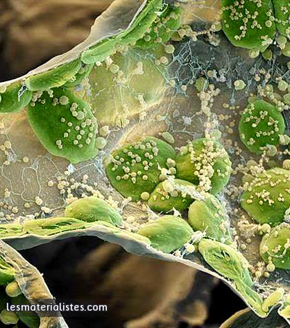 Un chloroplaste observé au microscope élecronique