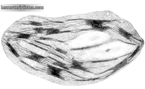 Un chloroplaste observé au microscope