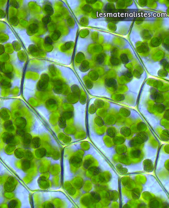 Des chloroplastes