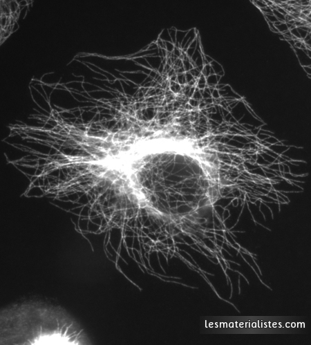 Préparation d'une cellule montrant les microtubules du cytosquelette