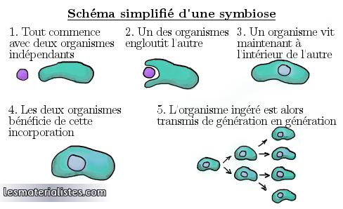 Schéma simplifié d'une symbiose