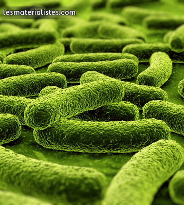 Un groupe de bactéries