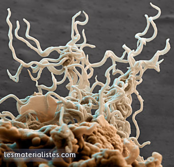 Les spirochètes de la maladie de Lyme, pénétrant dans la cellule
