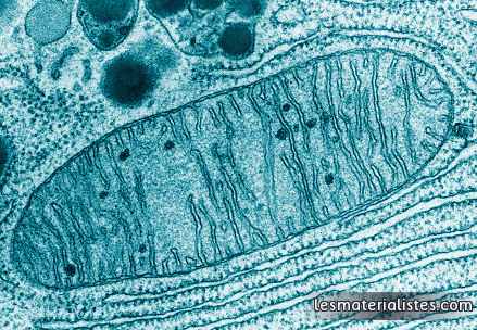 Photo d'une mtichondrie au microscope