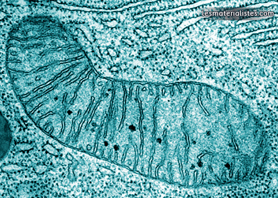 Une mitochondrie