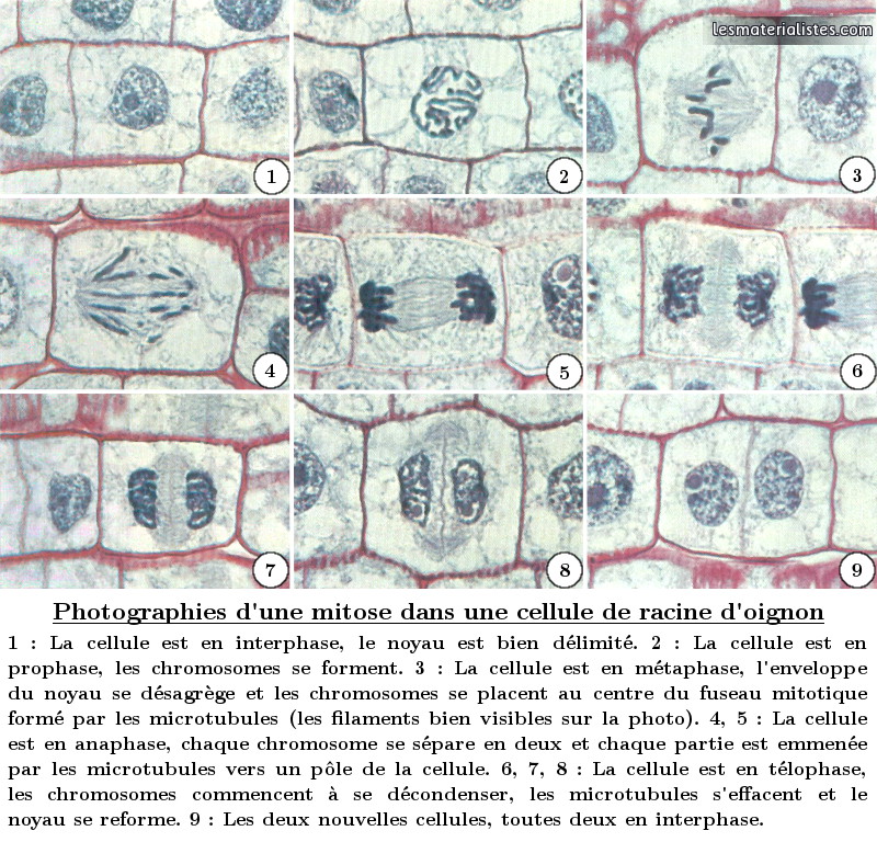 Photographies d'une mitose dans une cellule de racine d'oignon