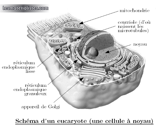 Schéma d'un eucaryote
